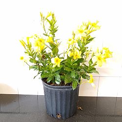 Yellow Dipladenia Yellow Dipladenia