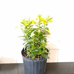 Yellow Dipladenia Yellow Dipladenia