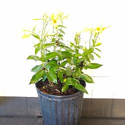 Yellow Dipladenia Yellow Dipladenia