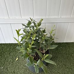 Yellow Dipladenia Yellow Dipladenia