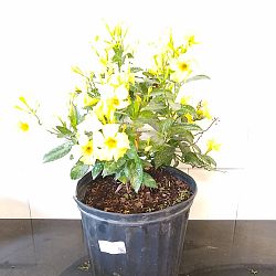 Yellow Dipladenia Yellow Dipladenia