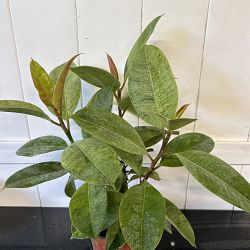 Ficus elastica 'Shivereana' Ficus elastica 'Shivereana'