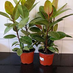 Ficus elastica 'Shivereana' Ficus elastica 'Shivereana'