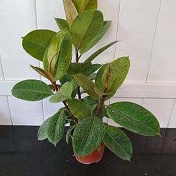 Ficus elastica 'Shivereana' Ficus elastica 'Shivereana'