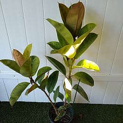 Ficus elastica 'Shivereana' Ficus elastica 'Shivereana'