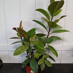Ficus elastica 'Shivereana' Ficus elastica 'Shivereana'