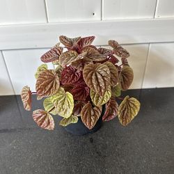 Peperomia 'Quito' Peperomia 'Quito'
