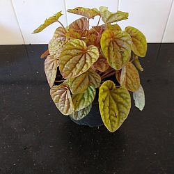 Peperomia 'Quito' Peperomia 'Quito'