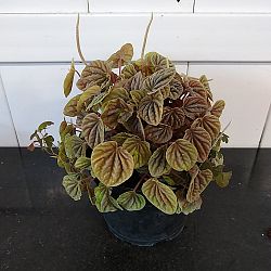 Peperomia 'Quito' Peperomia 'Quito'