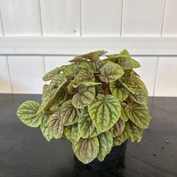 Peperomia 'Quito' Peperomia 'Quito'