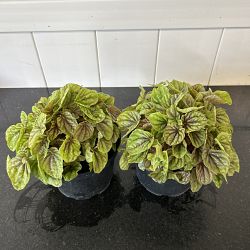 Peperomia 'Quito' Peperomia 'Quito'