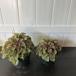 Peperomia 'Quito' Peperomia 'Quito'
