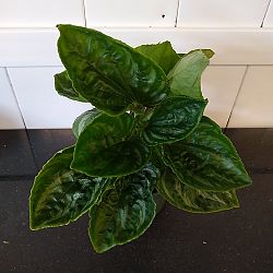 Peperomia 'Ecuador' Peperomia 'Ecuador'