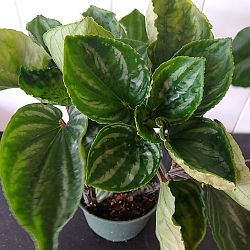 Peperomia 'Ecuador' Peperomia 'Ecuador'