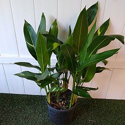 Variegated Heliconia 'Golden Torch' Variegated Heliconia 'Golden Torch'