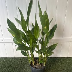 Variegated Heliconia 'Golden Torch' Variegated Heliconia 'Golden Torch'