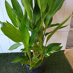 Variegated Heliconia 'Golden Torch' Variegated Heliconia 'Golden Torch'