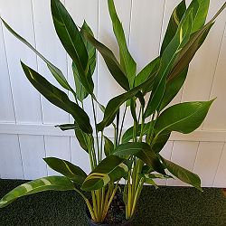 Variegated Heliconia 'Golden Torch' Variegated Heliconia 'Golden Torch'