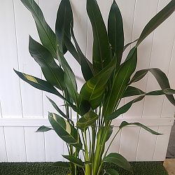 Variegated Heliconia 'Golden Torch' Variegated Heliconia 'Golden Torch'