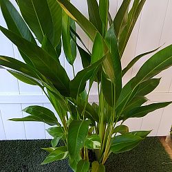 Variegated Heliconia 'Golden Torch' Variegated Heliconia 'Golden Torch'