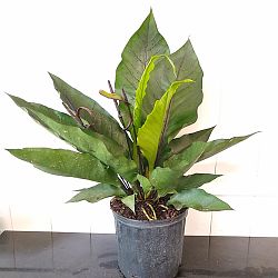 Purple Hookeri Bird's Nest Anthurium Purple Hookeri Bird's Nest Anthurium
