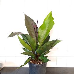 Purple Hookeri Bird's Nest Anthurium Purple Hookeri Bird's Nest Anthurium