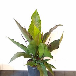 Purple Hookeri Bird's Nest Anthurium Purple Hookeri Bird's Nest Anthurium