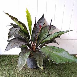 Purple Hookeri Bird's Nest Anthurium Purple Hookeri Bird's Nest Anthurium