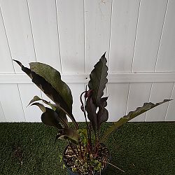 Purple Hookeri Bird's Nest Anthurium Purple Hookeri Bird's Nest Anthurium