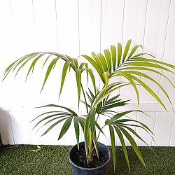 Variegated Kentia Palm Variegated Kentia Palm