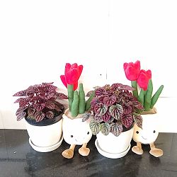 Peperomia 'Red Luna' Peperomia 'Red Luna'