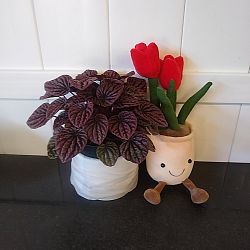 Peperomia 'Red Luna' Peperomia 'Red Luna'