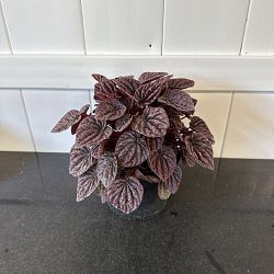 Peperomia 'Red Luna' Peperomia 'Red Luna'