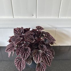 Peperomia 'Red Luna' Peperomia 'Red Luna'