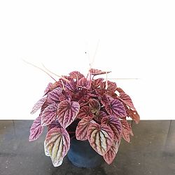 Peperomia 'Red Luna' Peperomia 'Red Luna'