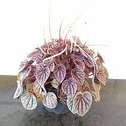 Peperomia 'Red Luna' Peperomia 'Red Luna'