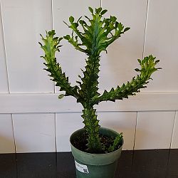 Mint Cream Cathedral Cactus Mint Cream Cathedral Cactus