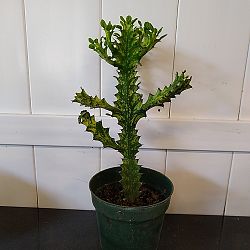 Mint Cream Cathedral Cactus Mint Cream Cathedral Cactus