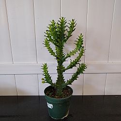 Mint Cream Cathedral Cactus Mint Cream Cathedral Cactus