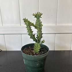 Mint Cream Cathedral Cactus Mint Cream Cathedral Cactus