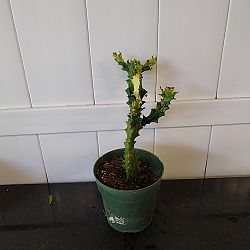 Mint Cream Cathedral Cactus Mint Cream Cathedral Cactus