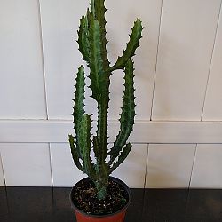 Mint Cream Cathedral Cactus Mint Cream Cathedral Cactus