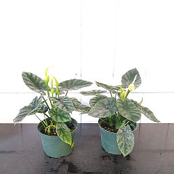 Alocasia 'Quilted Dreams' Alocasia 'Quilted Dreams'