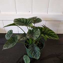 Alocasia 'Quilted Dreams' Alocasia 'Quilted Dreams'