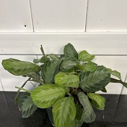 Silver Band Maranta Silver Band Maranta