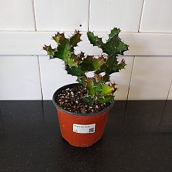 Spiral Euphorbia Spiral Euphorbia