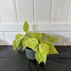 Neon Heart-Leaf Philodendron Neon Heart-Leaf Philodendron