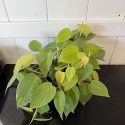 Neon Heart-Leaf Philodendron Neon Heart-Leaf Philodendron