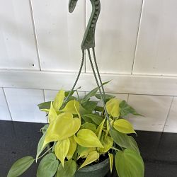 Neon Heart-Leaf Philodendron Neon Heart-Leaf Philodendron