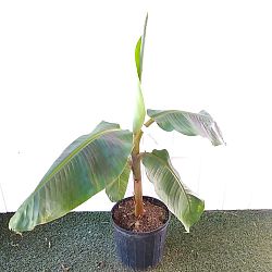 Puerto Rican Plantain Banana Tree Puerto Rican Plantain Banana Tree